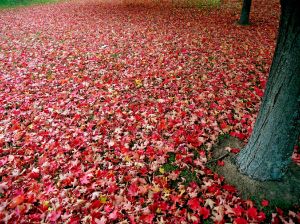 Red_autumn_leaves